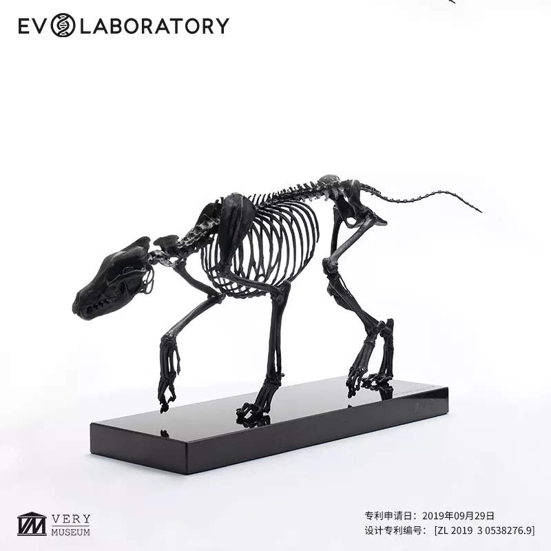 EVO骨骼铜像系列-狼骨骼铜像
