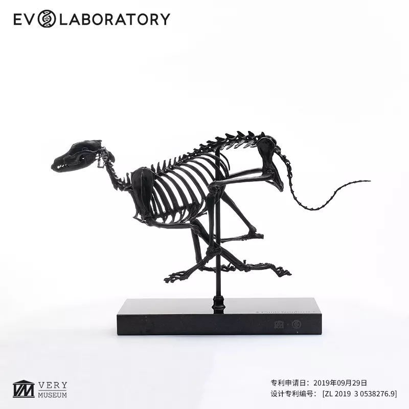 EVO骨骼铜像系列-灵缇骨骼铜像