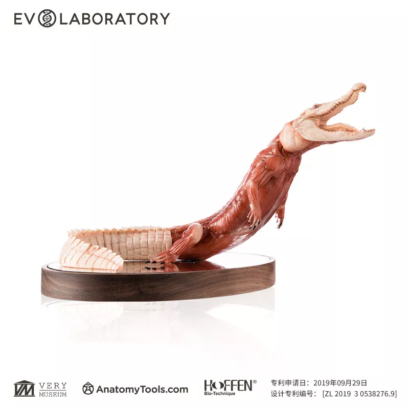 EVO系列肌肉解剖树脂版本PU白化鳄鱼