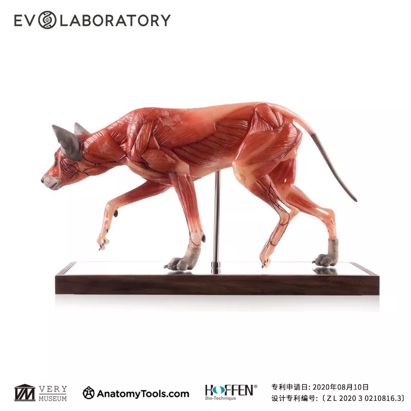 EVO系列肌肉解剖树脂版本PU狼