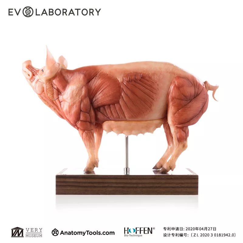 EVO系列肌肉解剖树脂版本PU猪