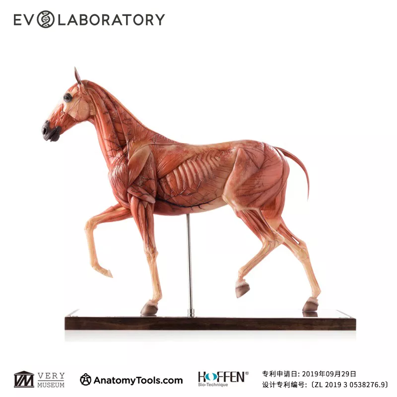 EVO系列肌肉解剖树脂版本PU马