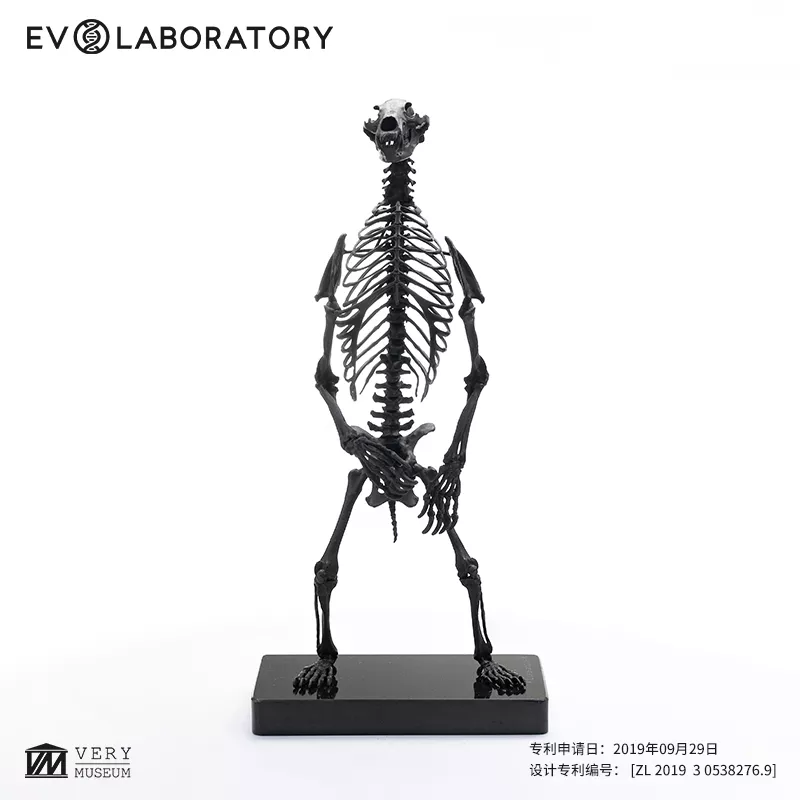 EVO骨骼铜像系列-熊骨骼铜像- 非常博物馆VeryMuseum